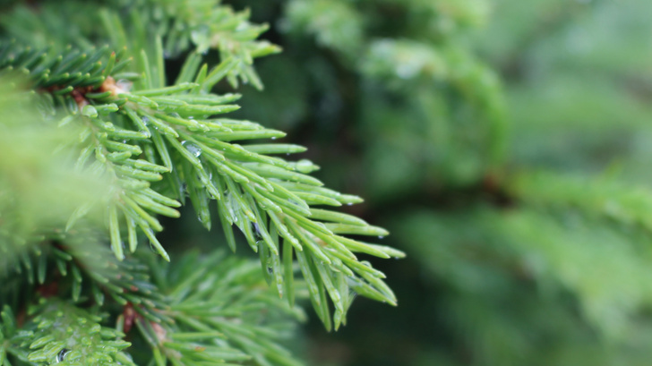 Высушенные иголки от елки могут останавливать рост раковых опухолей — исследование