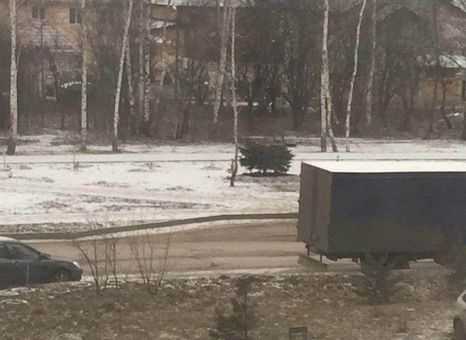 В Дашково-Песочне неизвестные спилили половину елки | ya62.ru