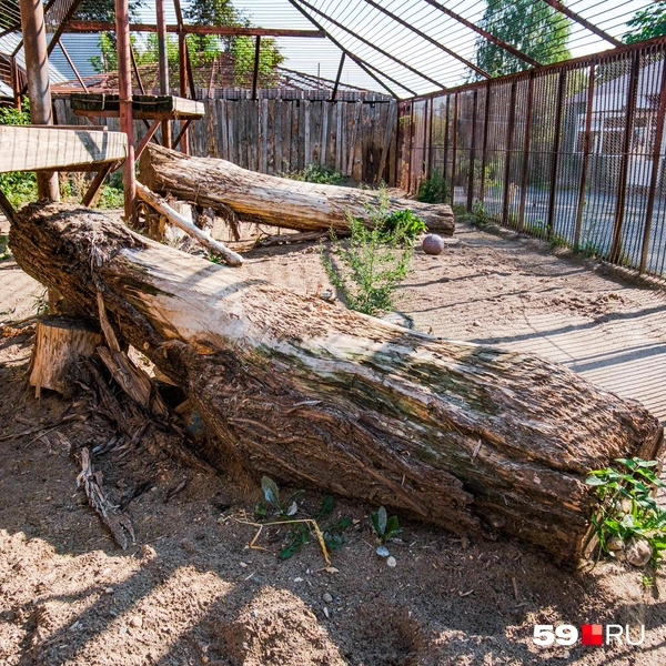 То самое бревно, на котором любил возлежать лев Лео  | Источник: Тимофей Калмаков / 59.RU