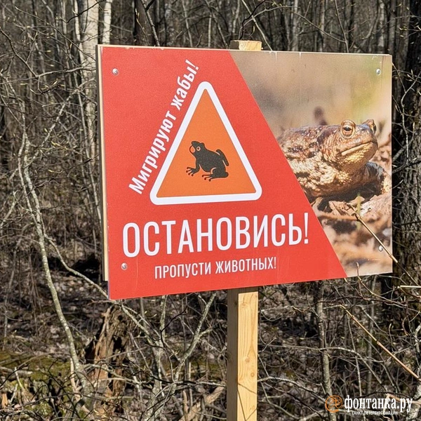 Источник: Евгения Горбунова / FONTANKA.RU