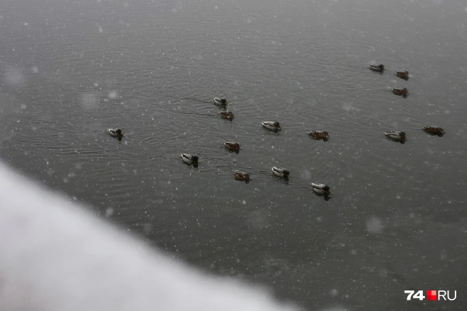 До ледостава при такой погоде еще далеко | Источник: Наталья Лапцевич