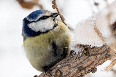 Forecasters predict warming in Urals after cold snap