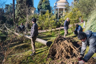 Ветровал повредил 50 деревьев в сочинском Дендрарии