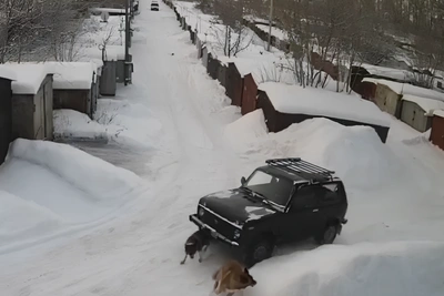 Tyumen resident runs over dog in Niva, animal euthanized
