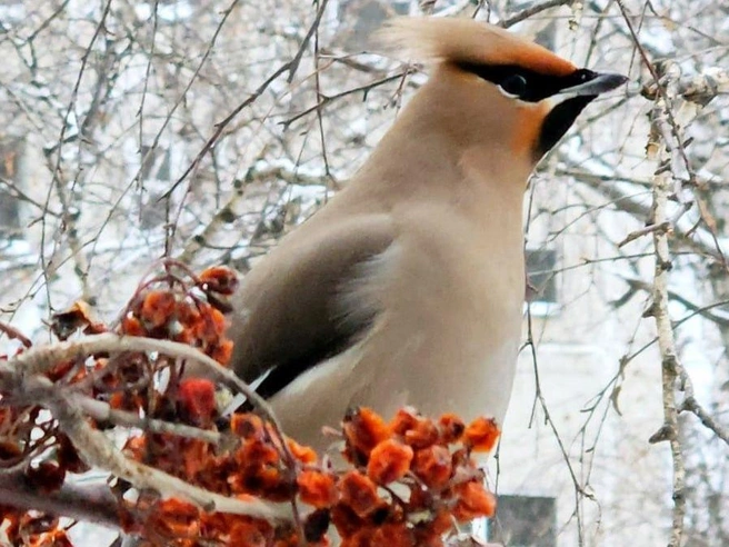 Птиц из окна сибирячки можно разглядеть очень близко | Источник: watch_birds_and_squirrels/vk.com