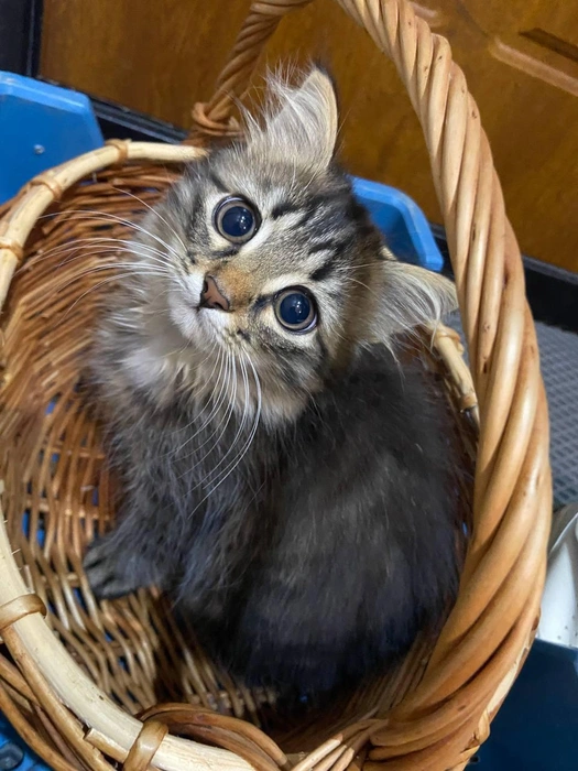 Кошечка в лукошке! | Источник: читатель 63.RU