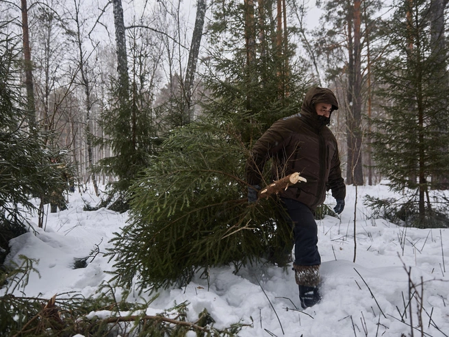 Антон Басалаев, начальник отдела лесных отношений по Новосибирскому лесничеству министерства природных ресурсов региона, пояснил, что вырубка ведётся исключительно на территориях, где ели были посажены искусственно. | Источник: Александр Ощепков / NGS.RU
