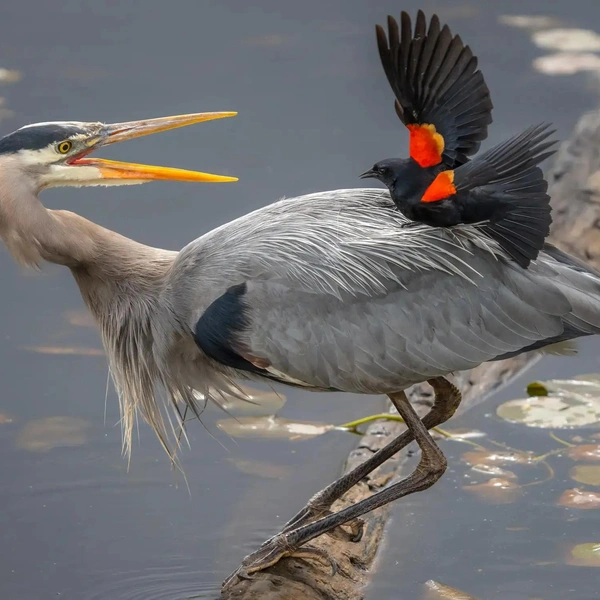 Источник: The Nature Photography Contest