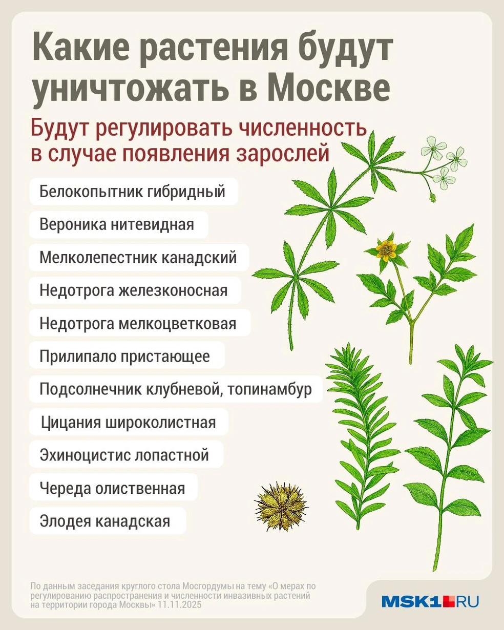 Источник: Дмитрий Гладышев / MSK1.RU