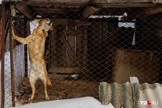 Здесь же мы встретили не только котов, но и активного охотничьего пса | Источник: Ирина Шарова / 72.RU