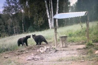 Кузбасские власти призвали не отказываться от охоты на медведей