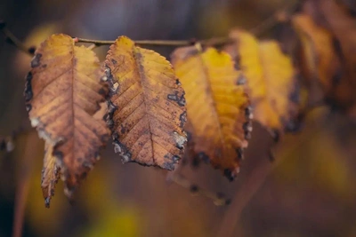 Выходные в Ростовской области: мокрый снег и потепление