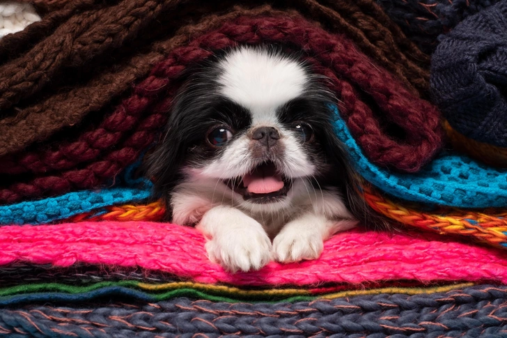 Японский хин | Источник: RealPeopleStudio/Shutterstock/Fotodom.ru