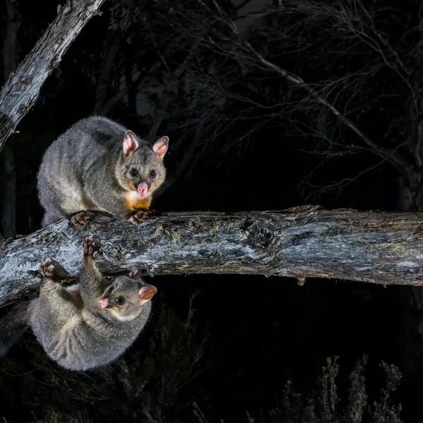 Финалист в номинации «Животные в дикой природе» | Источник: Charles Davis / Australian Geographic Nature Photographer 2025