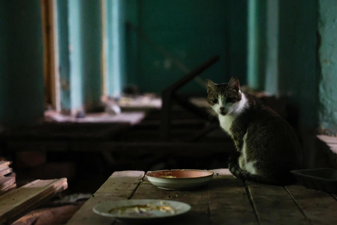 В секции без пола живет только кошка | Источник: Евгений Софийчук / NGS55.RU