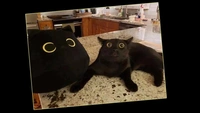 Очень смешные коты в странных местах