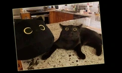 Очень смешные коты в странных местах