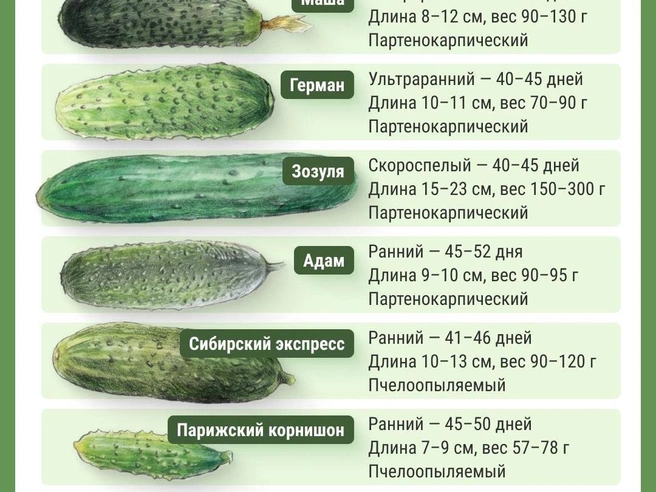 Источник: Филипп Сапегин / Городские медиа