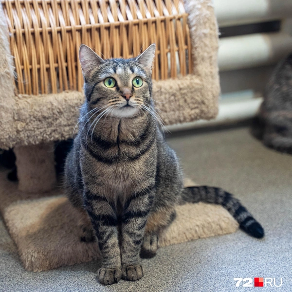 Источник: Илья Чикотин / 72.RU