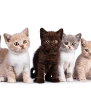 Мини-тест: Выберите котика, а мы расскажем, чего вам не хватает для счастья
