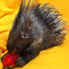 userpic__мео