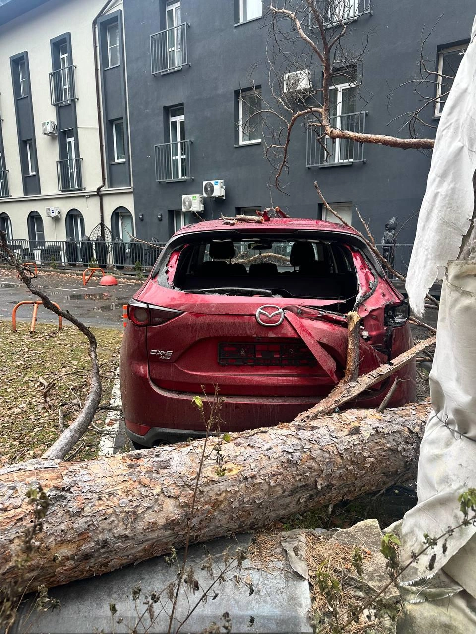 Дерево упало на парковку около комплекса апартаментов | Источник: читатель 74.RU