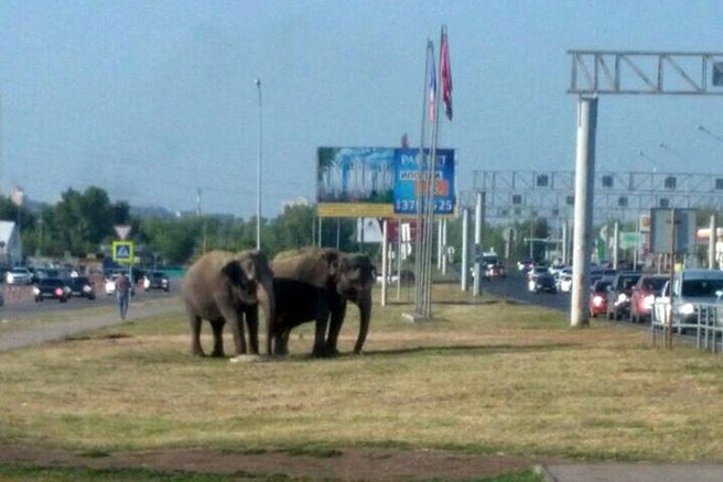 А вы видели, как пасутся слоны?