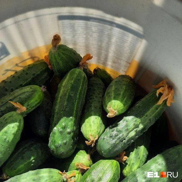 Источник: читатель Е1.RU