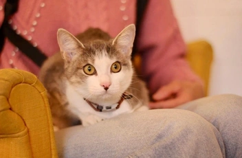 Кошечка прошла процедуру стерилизации | Источник: «Кошки в дар (Новосибирск) от „Потеряшка-НСК“» / Vk.com