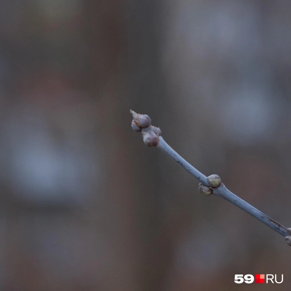 В почках уже зреют новые листья | Источник: Тимофей Калмаков / 59.RU