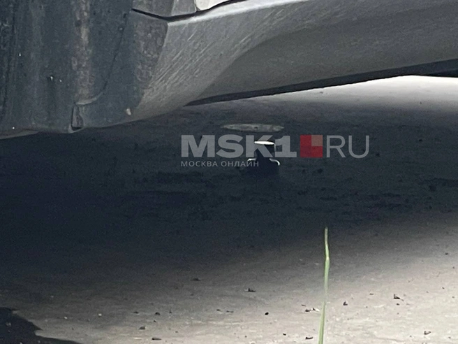 Источник: Татьяна Зудакова / MSK1.RU