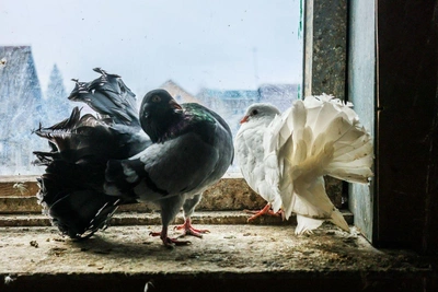Irkutsk Family Keeps Pigeons for Three Generations