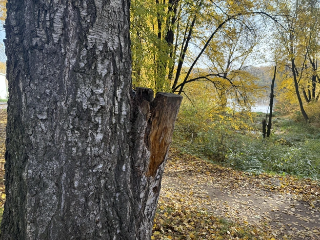 Ради таких картин надо выходить из дома | Источник: Сергей Петунин / YA62.RU