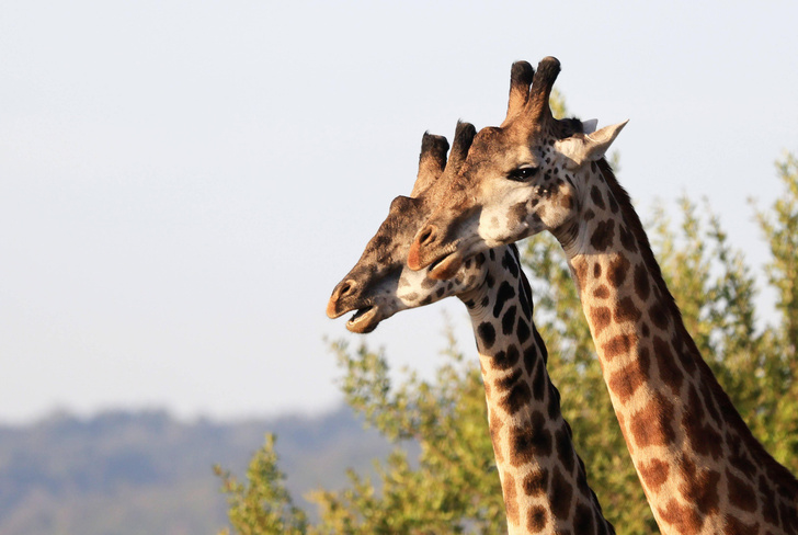 Аристократ саванн: как живется жирафу с такой длинной шеей