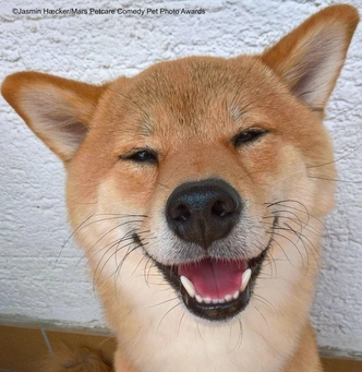 10 лучших подборок очень смешных фото собак | Источник: Comedy Pet Photography Awards