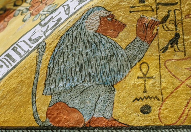 Земля богов: мумия бабуина рассказала, где находилось таинственное царство Пунт