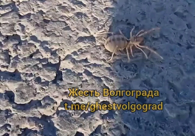 Очаровательное паукообразное заметили на Нулевой Продольной | Источник: «Жесть Волгоград» / T.me