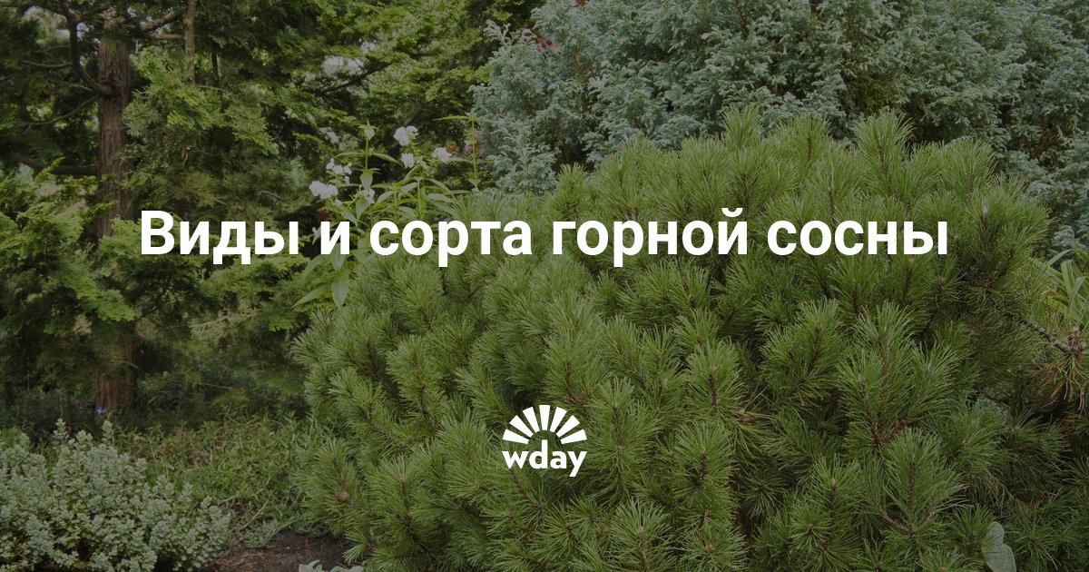 Сосна виды и сорта фото и описание