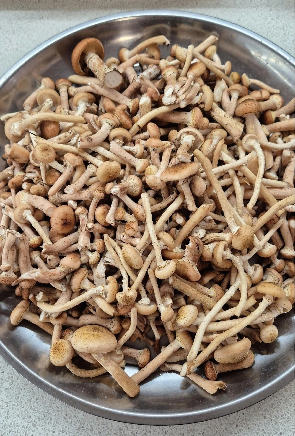 Такой тазик можно собрать в Еткуле всего за час. Автор фото поделилась, что изначально ехала просто погулять, а потом вот… | Источник: Лена Петренко / Грибы Челябинской области