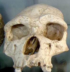 Фото №1 - Homo habilis не был предком homo erectus