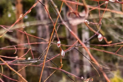 Потепление в Иркутске 22 марта: какой будет погода?