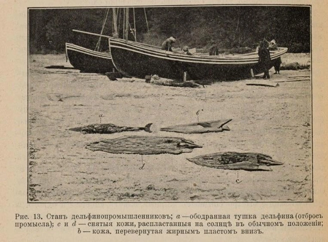 Варварский дельфиний промысел на Черном море  | Источник: предоставлено Владимиром Костиниковым 