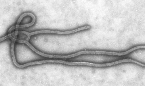 Российские вирусологи отправились в Африку для борьбы с лихорадкой Эбола