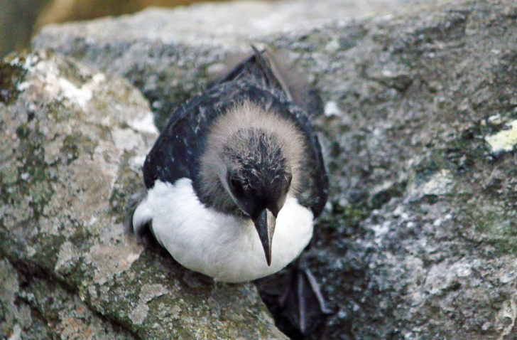 Пернатые монахи-клоуны: чем удивляют ученых и публику северные птицы тупики