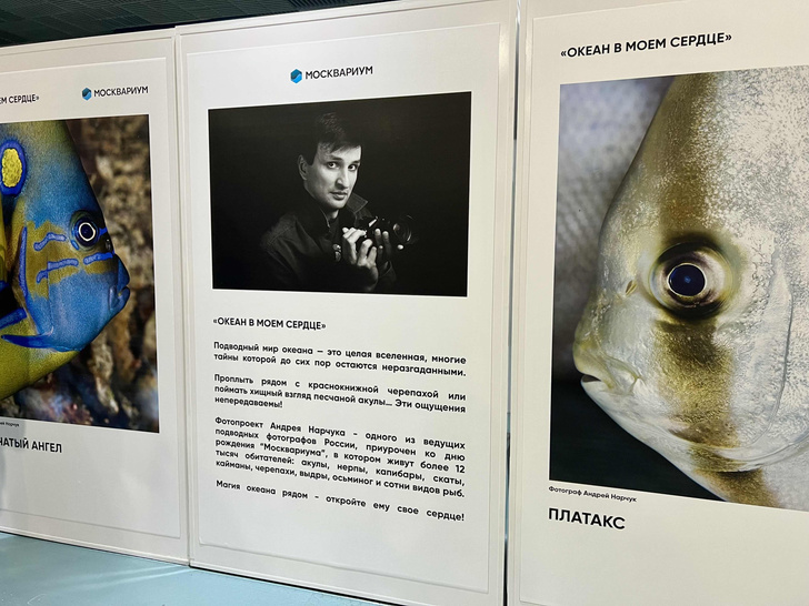 В «Москвариуме» и на Ходынском поле открылась выставка подводного фотографа