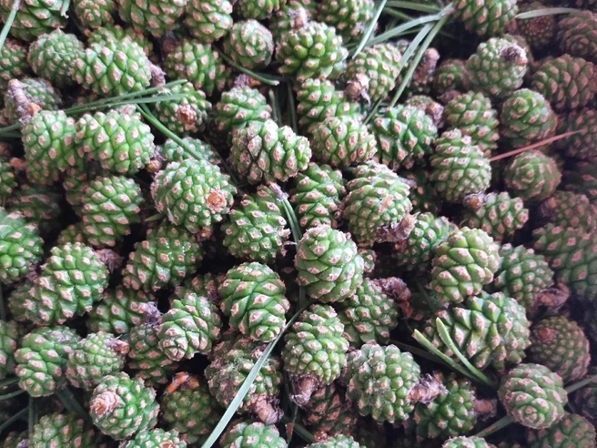 Молодые побеги собирают за городом | Источник: Наталья Блинова / «Грибы. Грибники Омск и Омской области» / vk.com