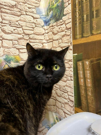 Кошка плохо ладит с собратьями | Источник: «Наследие Бастет» / «ВКонтакте»