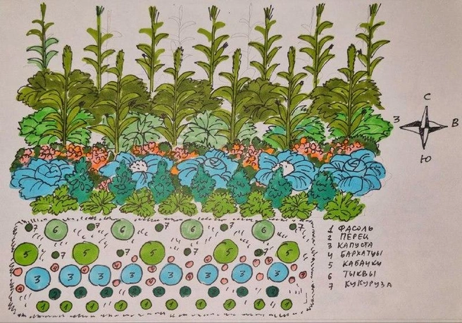 В грядках у садового эксперта — микс из овощей. Так их меньше едят вредители | Источник: СТАС ЯРEМЕНКО|ПРИРОДНОЕ ЗЕМЛЕДЕЛИЕ / T.me