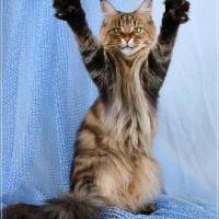 Аватарка Laska