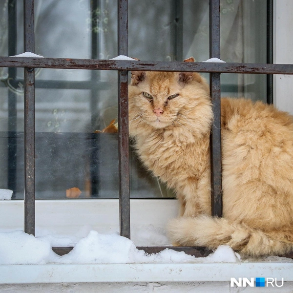 А этот&nbsp;— уже почти не на улице! | Источник: Наталья Бурухина / NN.RU